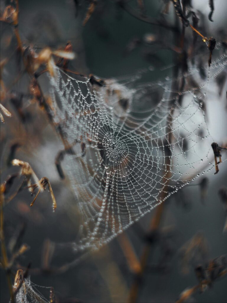 A serene cobweb with dew drops captured in a misty forest, creating a tranquil ambiance.